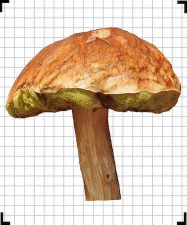 For best results, take a mushroom picture close up with the stem/cap/under cap visible, like the picture below.